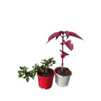 Serada Decor & Plant 2'li Mini Bitki Seti, Buz Çiçeği ve Çingene Şalvarı Çiçeği