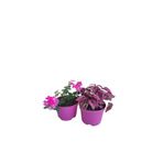 Serada Decor & Plant 2'li Mini Set, Pembe Hostes Çiçeği + Pembe Mine Çiçeği
