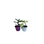 Serada Decor & Plant 2'li Mini Set, Telgraf Çiçeği + Hedara Helix Sarmaşığı