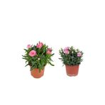 Serada Decor & Plant 2'Li Set Açık Pembe Toz Pembe Karanfil Çiçeği Dış Mekan Bitkisi, 10-20 cm