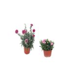Serada Decor Plant 2'li Set Alacalı Kırmızı Karanfil+ Pembe Karanfil Çiçeği Dış Mekan Bitkisi