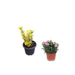 Serada Decor & Plant 2'Li Set Altuni Taflan Fidanı + Pembe Karanfil Çiçeği, Dış Mekan Bitkisi, Çok Renkli