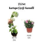 Serada Decor & Plant 2'Li Set Kartopu Fidanı + Pembe Karanfil Çiçeği, Dış Mekan Bitkisi, Çok Renkli