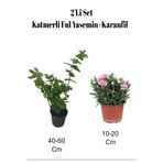 Serada Decor Plant 2'li Set Katmerli Ful Yasemin+ Pembe Karanfil Çiçeği Dış Mekan Bitkisi