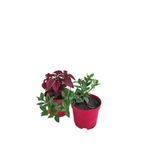Serada Decor & Plant 2'li Set Kırmızı Hoste ve Buz Çiçeği Bodur Bitki
