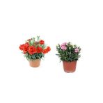 Serada Decor & Plant 2'Li Set Kırmızı + Pembe Karanfil Çiçeği Dış Mekan Bitkisi, 10-20 cm