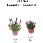 Serada Decor Plant 2'li Set Mor Lavanta+ Pembe Karanfil Çiçeği Dış Mekan Bitkisi