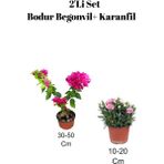 Serada Decor Plant 2'li Set Pembe Bodur Begonvil+ Pembe Karanfil Çiçeği Dış Mekan Bitkisi