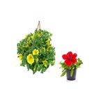 serada decor & plant 2'li Set Petunya Çiçeği, Sarı+Kırmızı, 10-30 cm, Dış Mekan Bitkisi