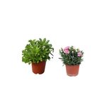 Serada Decor & Plant 2'Li Set Pitos Bitkisi + Pembe Karanfil Çiçeği, 10-20 cm, Çok Renkli