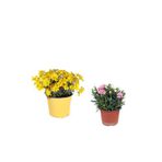 serada decor & plant 2'Li Set Sarı Çalı Papatyası + Pembe Karanfil Çiçeği, Dış Mekan Bitkisi, 10-20 cm