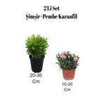 Serada Decor & Plant 2'Li Set Şimşir Bitkisi + Karanfil Çiçeği, Dış Mekan Bitkisi, Çok Renkli