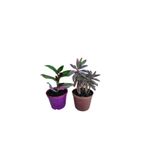 Serada Decor & Plant 2'li Set Telgraf Çiçeği + Aşkın Göz Yaşı Çiçeği
