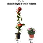Serada Decor Plant 2'li Set Turuncu Begonvil+ Pembe Karanfil Çiçeği Dış Mekan Bitkisi