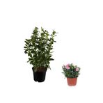 Serada Decor & Plant 2'Li Set Viburnum Kartopu Fidanı + Karanfil Çiçeği Dış Mekan Bitkisi