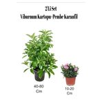 Serada Decor & Plant 2'Li Set Viburnum Kartopu + Pembe Karanfil Çiçeği, Dış Mekan Bitkisi, Çok Renkli