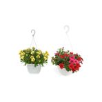 Serada Decor & Plant 2'Li Takım Seti Askılı Saksılı Sarı-Kırmızı Petunya Çiçeği, 20-50 cm