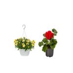 Serada Decor & Plant 2'Li Takım Seti Sarı Askılı Petunya + Kırmızı Sardunya Çiçeği, 20-50 cm