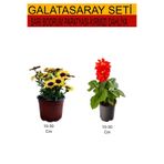 Serada Decor & Plant 2'Li Takım Seti Sarı Bodrum Papatyası + Kırmızı Dahliya Çiçeği, 10-30 cm