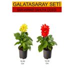 Serada Decor & Plant 2'Li Takım Seti Sarı-Kırmızı Dahliya Çiçeği, 10-30 cm