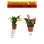 Serada Decor & Plant 2'Li Takım Seti Sarı-Kırmızı Yıl Başı Çiçeği, İç/Dış Mekan Bitkisi, 10-30 cm