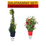 Serada Decor Plant 2'li Takım Seti Sarı Yasemin Çiçeği+Kırmızı Mandavilla