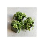 serada decor & plant 3 Adet İnci Tanesi Senecio Rowleyanus Tespih Çiçeği, 5,5 cm Sukulent Saksısında