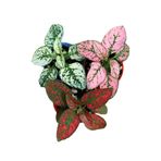 serada decor & plant 3'lü Karışık Hostes Çiçeği, 10-15 cm, Mini Saksılı, Hypoestes