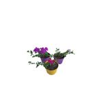 Serada Decor & Plant 3'lü Mini Mine Çiçeği Seti, Koyu Mor, Alacalı Mor, Koyu Pembe