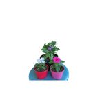 Serada Decor & Plant 3'lü Mini Set, 2 Adet Pembe Beyaz Rozet Çiçeği + 1 Adet Mor Şebboy Çiçeği