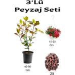 Serada Decor Plant 3'lü Peyzaj Seti Alev Çalısı Kırmızı Petunya Çiçeği Curf