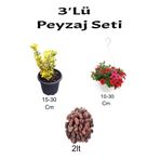 Serada Decor & Plant 3'Lü Peyzaj Seti, Altuni Taflan, Kırmızı Petunya Çiçeği, Curf
