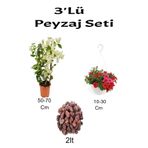 serada decor & plant 3'lü Peyzaj Seti, Beyaz Begonvil, Kırmızı Petunya Çiçeği, Curf Bitkiler