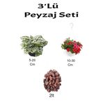 Serada Decor & Plant 3'lü Peyzaj Seti, Beyaz Hostes, Petunya Çiçeği, Curf Bitkiler