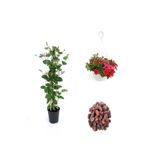 Serada Decor & Plant 3'Lü Peyzaj Seti, Hanımeli Çiçeği, Kırmızı Petunya Çiçeği, Curf Bitkisi