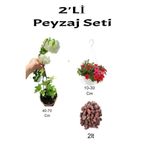 serada decor & plant 3'lü Peyzaj Seti, Kartopu Çiçeği, Kırmızı Petunya Çiçeği, Curf, Çok Renkli