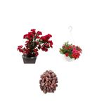 Serada Decor & Plant 3'lü Peyzaj Seti, Kırmızı Bodur Begonvil, Kırmızı Petunya Çiçeği, Curf Bitkiler