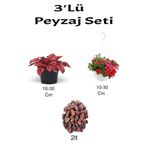 Serada Decor & Plant 3'Lü Peyzaj Seti, Kırmızı Hostes, Kırmızı Petunya Çiçeği, Curf, 10-30 cm