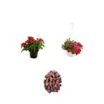 Serada Decor Plant 3'lü Peyzaj Seti Kırmızı Mine Kırmızı Petunya Çiçeği Curf