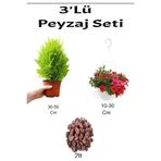 Serada Decor Plant 3'lü Peyzaj Seti Limoni Servi Fidanı Kırmızı Petunya Çiçeği Curf
