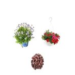Serada Decor & Plant 3'lü Peyzaj Seti, Mavi Çalı Papatyası, Kırmızı Petunya Çiçeği, Çok Renkli