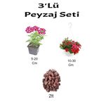 Serada Decor & Plant 3'lü Peyzaj Seti, Mor Mine Kırmızı Petunya Çiçeği