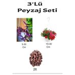 Serada Decor & Plant 3'lü Peyzaj Seti, Mor Telgraf, Kırmızı Petunya Çiçeği, Çiçekli Bitki Seti