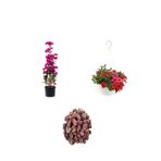 Serada Decor & Plant 3'lü Peyzaj Seti, Pembe Begonvil, Kırmızı Petunya Çiçeği, Curf Bitkiler