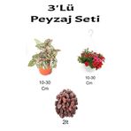 Serada Decor & Plant 3'lü Peyzaj Seti, Pembe Hostes, Kırmızı Petunya Çiçeği, Çok Renkli