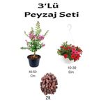 Serada Decor & Plant 3'Lü Peyzaj Seti, Pembe Oya Ağacı, Kırmızı Petunya Çiçeği, Çok Renkli