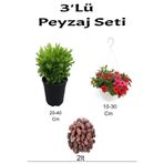 serada decor & plant 3'lü Peyzaj Seti, Şimşir, Kırmızı Petunya Çiçeği, Çok Renkli