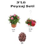 Serada Decor & Plant 3'lü Peyzaj Seti, Toz Pembe Karafil, Kırmızı Petunya Çiçeği, Çok Renkli