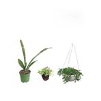 Serada Decor & Plant 3'lü Set Kılıç Bitkisi, Askılı Tesbih, Mezem Çiçeği Hediyeli