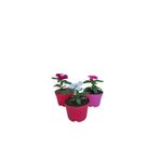 Serada Decor & Plant 3'lü Set Mor, Beyaz, Pembe Renkli Rozet Çiçeği